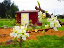 Apple trees with the field office